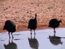 Guinea fowl at Guma Lagoon Camp, Okavango Delta, Botswana