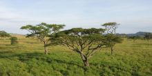 Hot Air Balloon Safari, Serengeti National Park, Tanzania