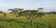 Hot Air Balloon Safari, Serengeti National Park, Tanzania