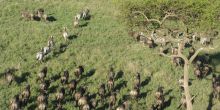 Hot Air Balloon Safari, Serengeti National Park, Tanzania