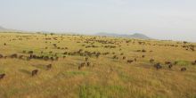 Central Serengeti Hot Air Balloon Safari Launch Site, Serengeti National Park, Tanzania