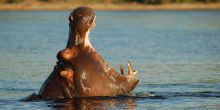 Chobe Savanna Lodge
