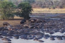 Hippos galore! at Chada Katavi Camp, Katavi National Park, Tanzania Â© Nomad Tanzania