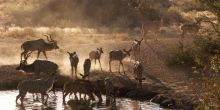Hobatere Lodge