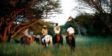 Royal Tree Lodge, Maun, Botswana