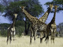 Giraffes at Davisons Camp, Huangwe National Park, Zimbabwe (Dana Allen)