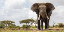 Ol Donyo Lodge, Chyulu Hills, Kenya