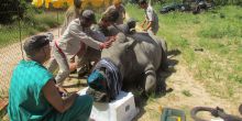 Hoedspruit Endangered Species Center
