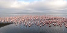 Walvis Bay Marine Extravanganza, Swakopmund, Namibia