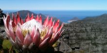 Table Mountain & Kirstenbosch Private Full Day, Cape Town, South Africa
