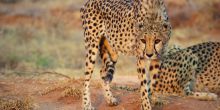 Cheetah Conservation Fund Visit
