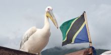 Big bird is now a fixture at Mahale. 
