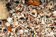 The beautiful shells and corals on the beach at Amarina Hotel, Nosy Be, Madagascar (Mango Staff photo)