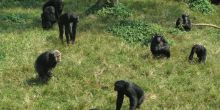 UWEC Chimpanzee Close Up