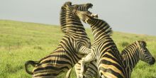 Gorah Elephant Camp, Addo Elephant National Park, South Africa
