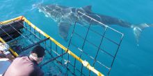 Shark Safari - Scheduled Half Day, Simontown, South Africa