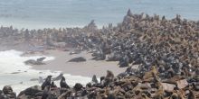 Walvis Bay Marine Extravanganza, Swakopmund, Namibia