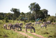 A herd of zebras wander through the camp to feed at Offbeat Mara Camp, Masai Mara National Reserve, Kenya