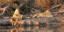 Jamala Madikwe, Madikwe Game Reserve, South Africa