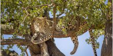 Mateya Conservation Day