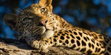 Jamala Madikwe, Madikwe Game Reserve, South Africa