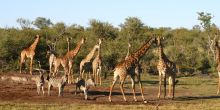 Jamala Madikwe, Madikwe Game Reserve, South Africa