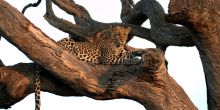 Jamala Madikwe, Madikwe Game Reserve, South Africa