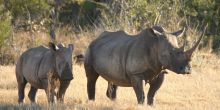 Jamala Madikwe, Madikwe Game Reserve, South Africa