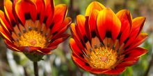 Daisy Country Lodge, Namakwaland, South Africa