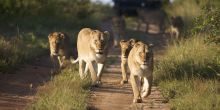 Kapama River Lodge Lions