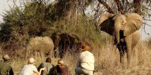 Walking safaris are a hug highlight in South Luangwa National Park
