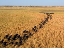 Kapinga Camp, Kafue National Park, Zambia  Â© Dana Allen