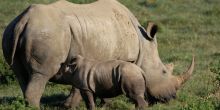 White Rhino on Kariega Reserve