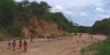 Karisia Camel Train