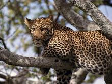 Leopard at Kiangazi House, Lake Naivasha, Kenya by night