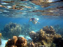 Snorkeling at Kinondo Kwetu, Kenya Coast, Kenya