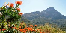 Pincushion Protea set against Table Mountain at Kirstenbosch Gardens, Cape Town, South Africa