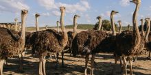 Africamps Klein Karoo