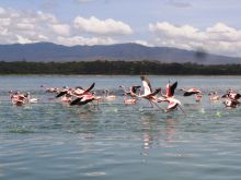 Flamingos at Kongoni Game Valley, Lake Naivasha, Kenya