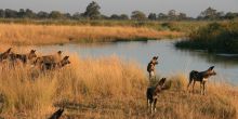 Lagoon Camp, Linyati Wetlands, Botswana