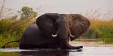 Elephant at Little Kwara Camp, Okavango Delta, Botswana