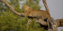 Little Kwara Camp, Okavango Delta, Botswana