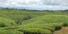 Tukuyu farm