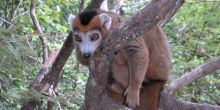 Lemur