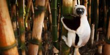Bush House, Palmarium, Madagascar