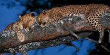Zambezi Expeditions