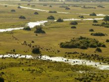 Surroundings and the migrating herds at Linyati Adventurer Camp, Linyati Wetlands, Botswana
