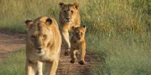 Topi House, Masai Mara National Reserve, Kenya