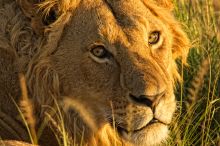 Lion at Acacia House, Masai Mara National Reserve, Kenya