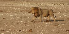 lion